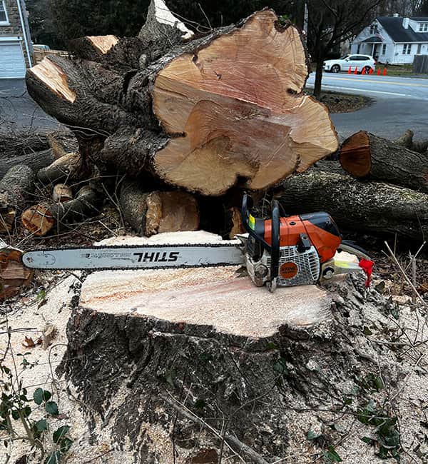 Emergency Tree Removal Services