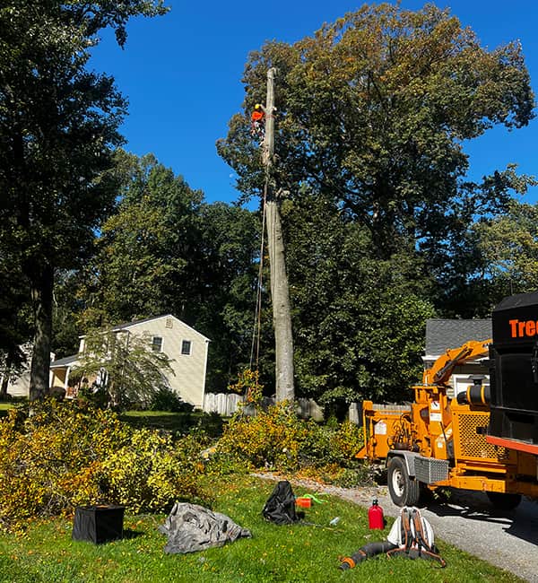 DA Tree Services