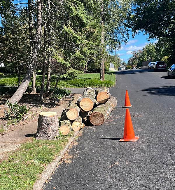 Residential Tree Services