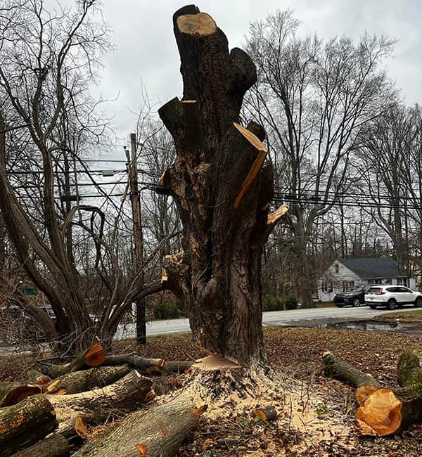 Tree Removal
