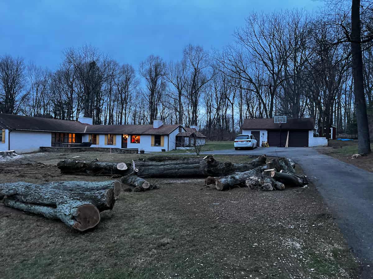Commercial Tree Services