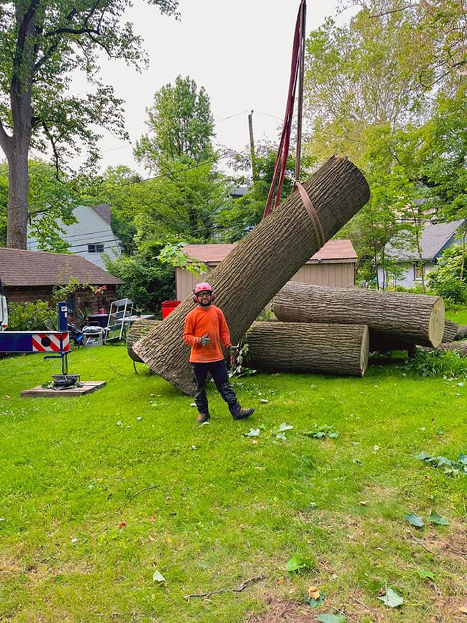 D A Tree Services near me
