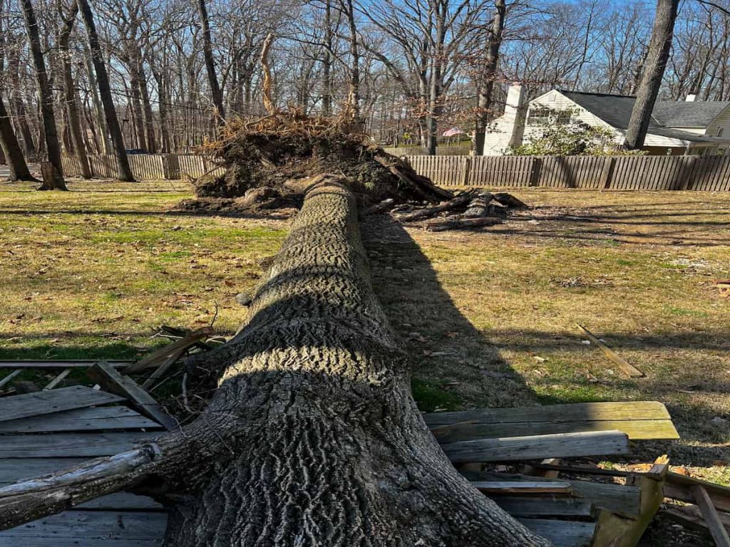 Emergency Storm Clean-Ups