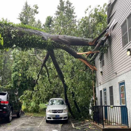 Emergency Tree Removal