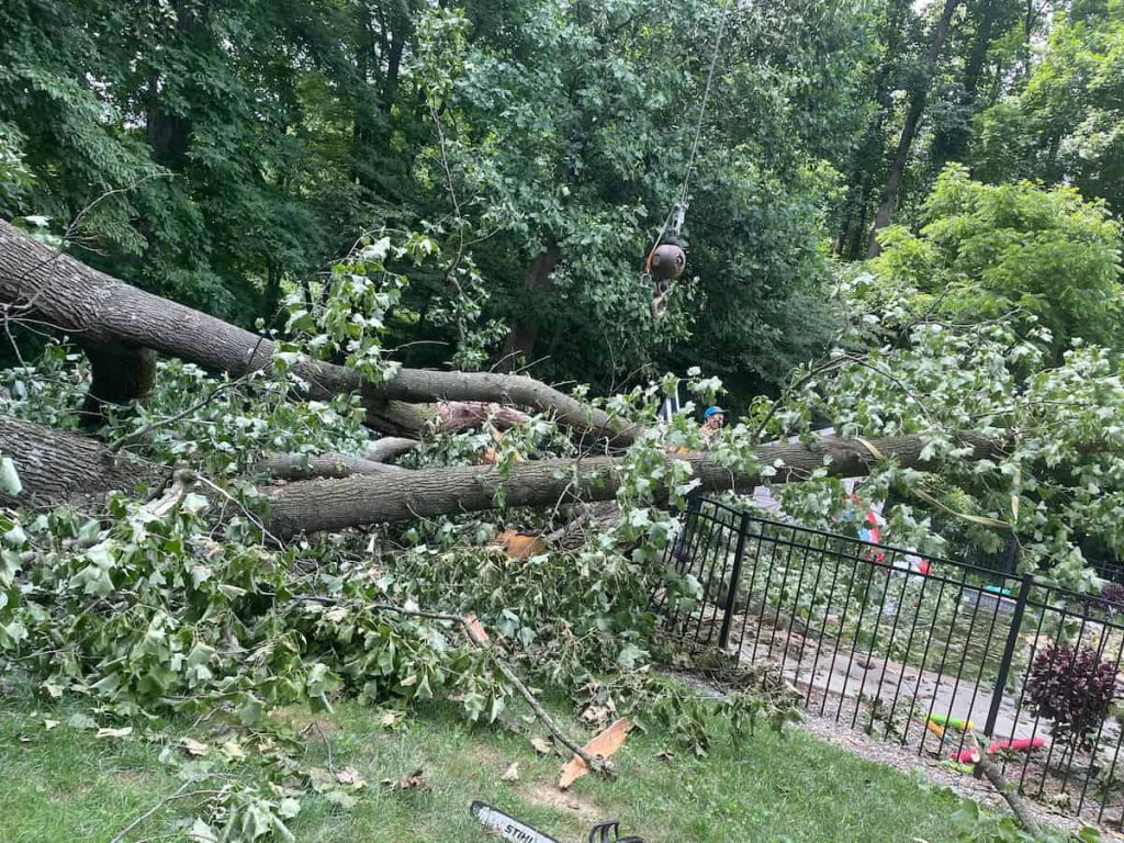 Emergency Tree Removal