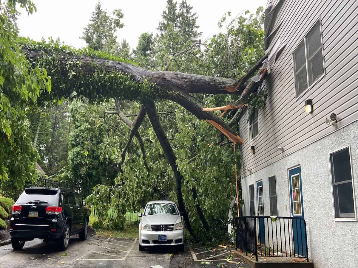Emergency Tree Removal