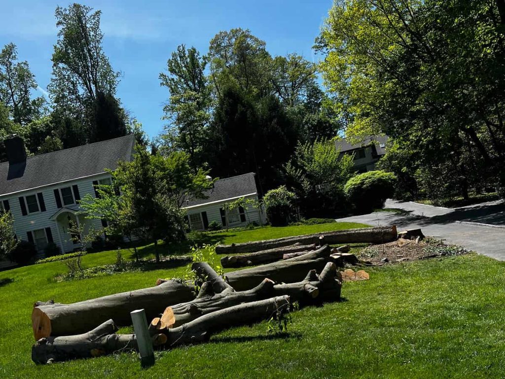 Residential Tree Services