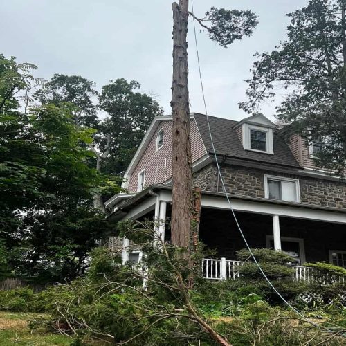 Residential Tree Services
