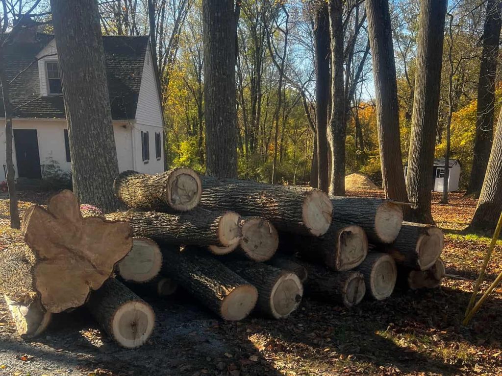 Tree Removal