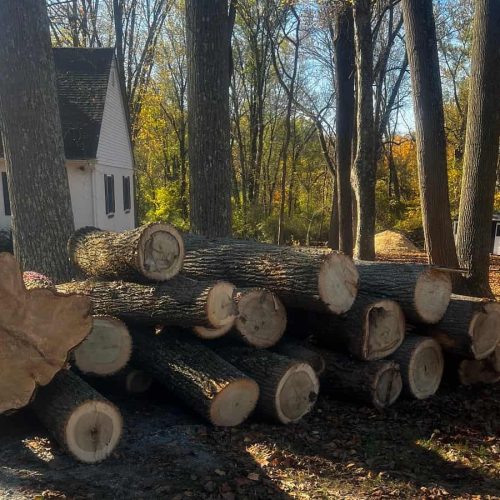Tree Removal