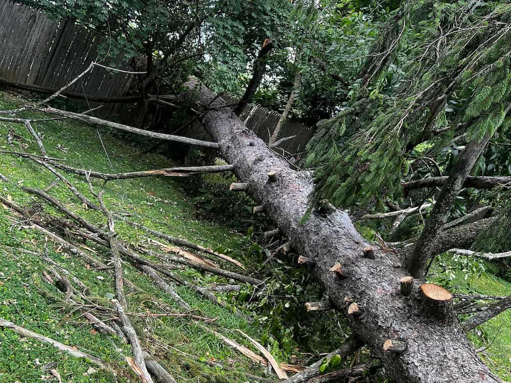 Tree Removal
