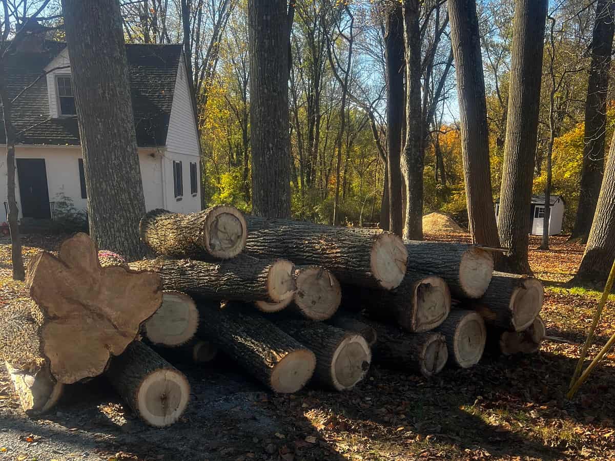 Tree Removal