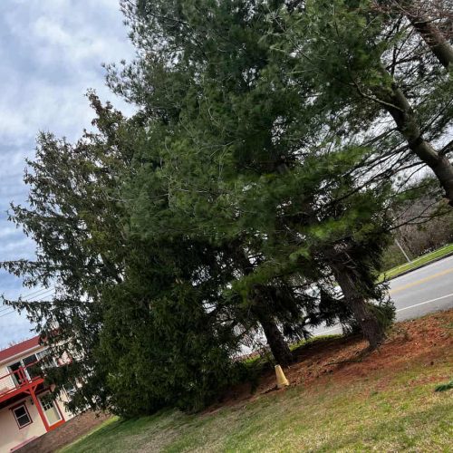 Tree Services