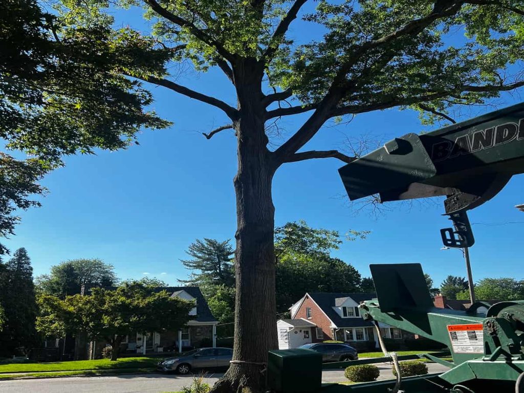 Tree Trimming