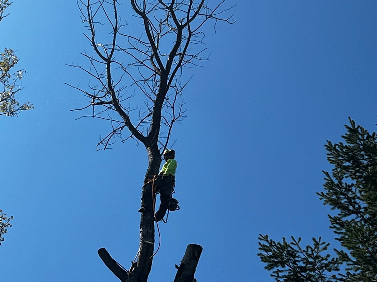 Tree Trimming
